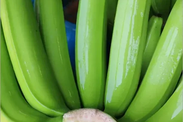 Banana G9 — Indian export quality