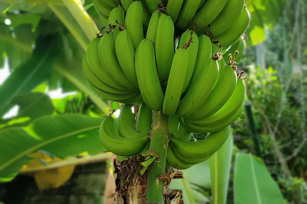Banana G9 — Indian export quality