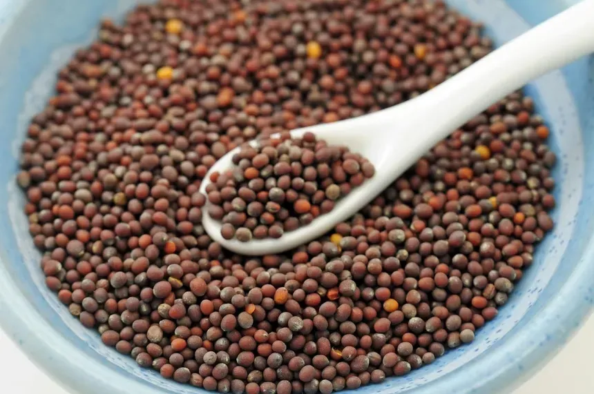 Mustard Seeds — Indian export quality