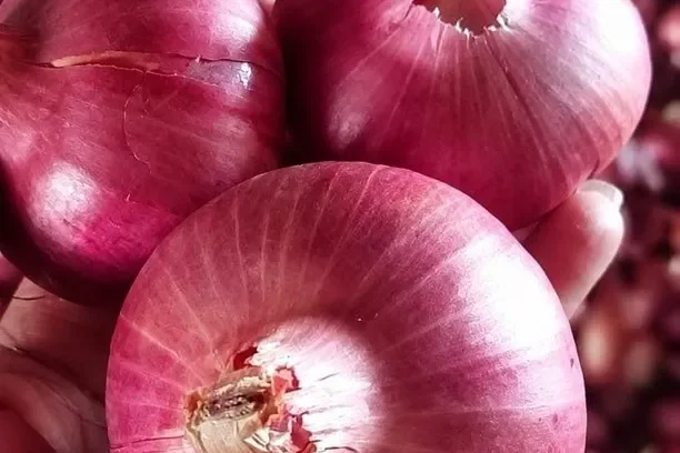 Red Onion — Indian export quality